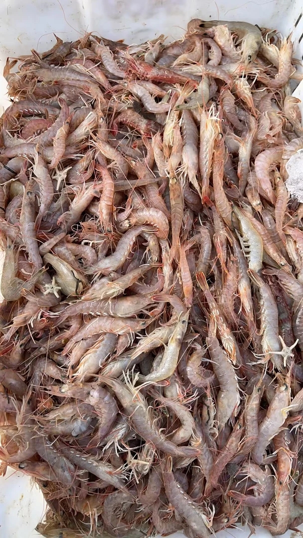 大连本地野生鹰爪虾 4斤 顺丰包邮（个别黑头介意勿拍）