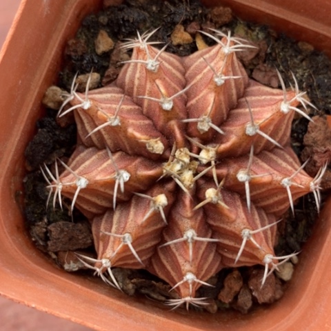 米哈牡丹4仙人球