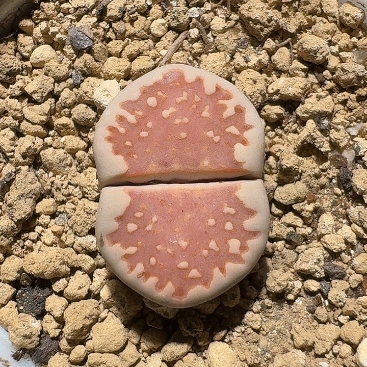 生石花111111。   233