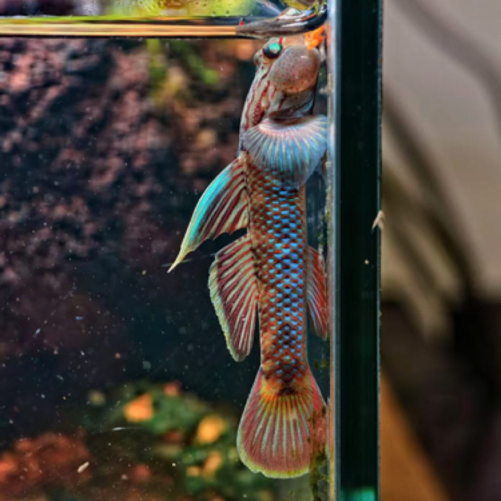 原生鱼精品高帆褐吻虾虎鱼公中通快递