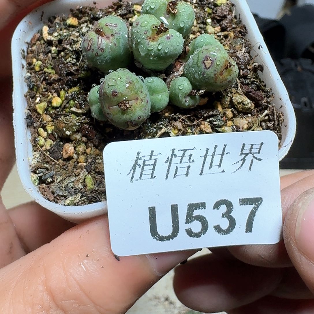 537号多肉植物哇c g
