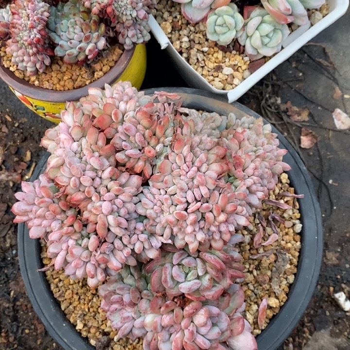 ?*?多肉乐园精品7稞