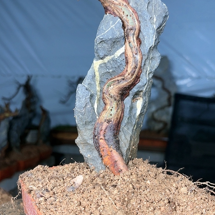 创***发无花朵榆树市公安局交警支队副