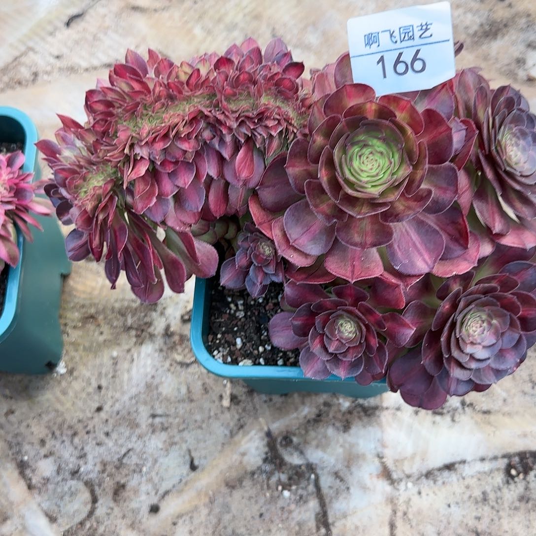 166多肉 抹茶缀福利