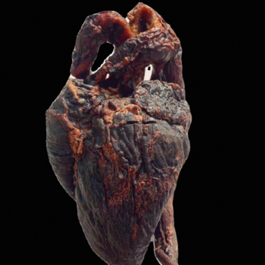 [小王推荐]精选整颗带心血鹿心滋补心脏养心护心