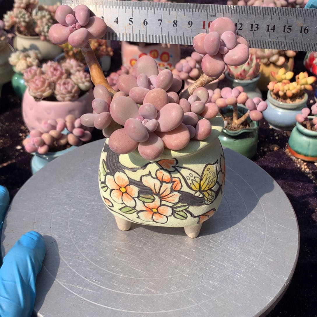 9号不带盆偏远的不包邮的