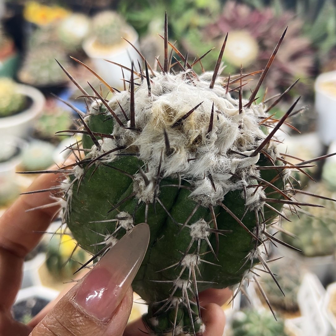 舞龙丸瑕疵仙人球66666666