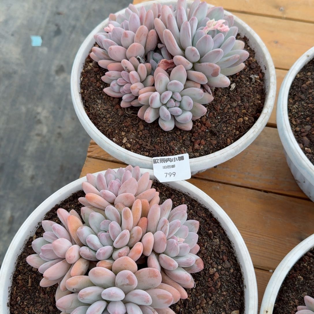 多肉植物香水老桩群799量拍一颗