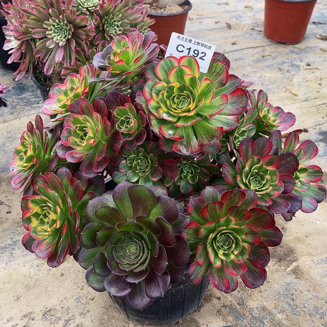 多肉192安娜法师