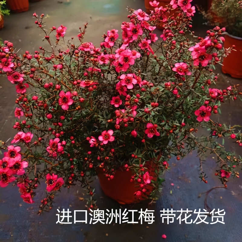 松红梅盆栽带花大苗老桩一树多色花苗阳台耐寒绿植花卉  南方北方
