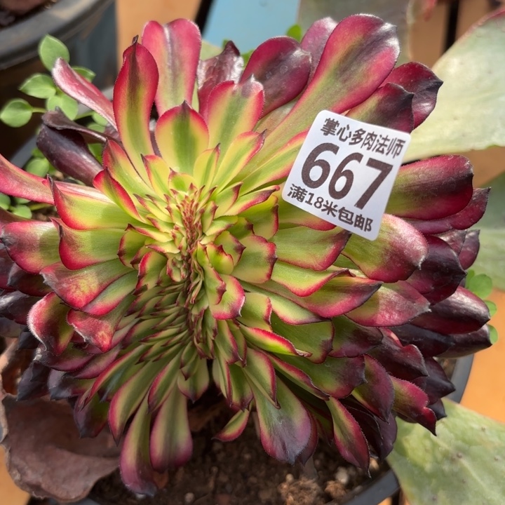 667美姬缀化掌心多肉