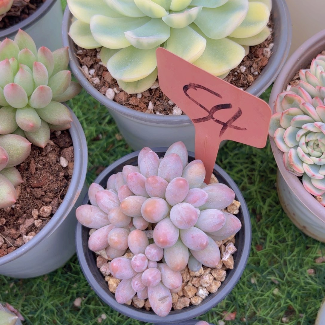 S***n我的小可爱们都好可爱