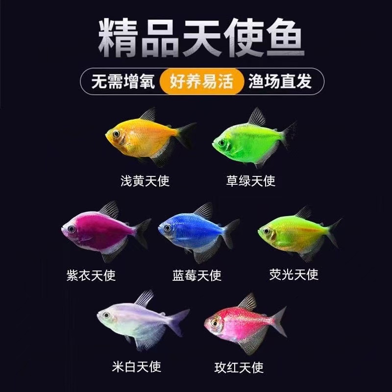 七彩糖果色彩艳丽天使群游小鱼色彩斑斓热带鱼小鱼先手养鱼观赏鱼