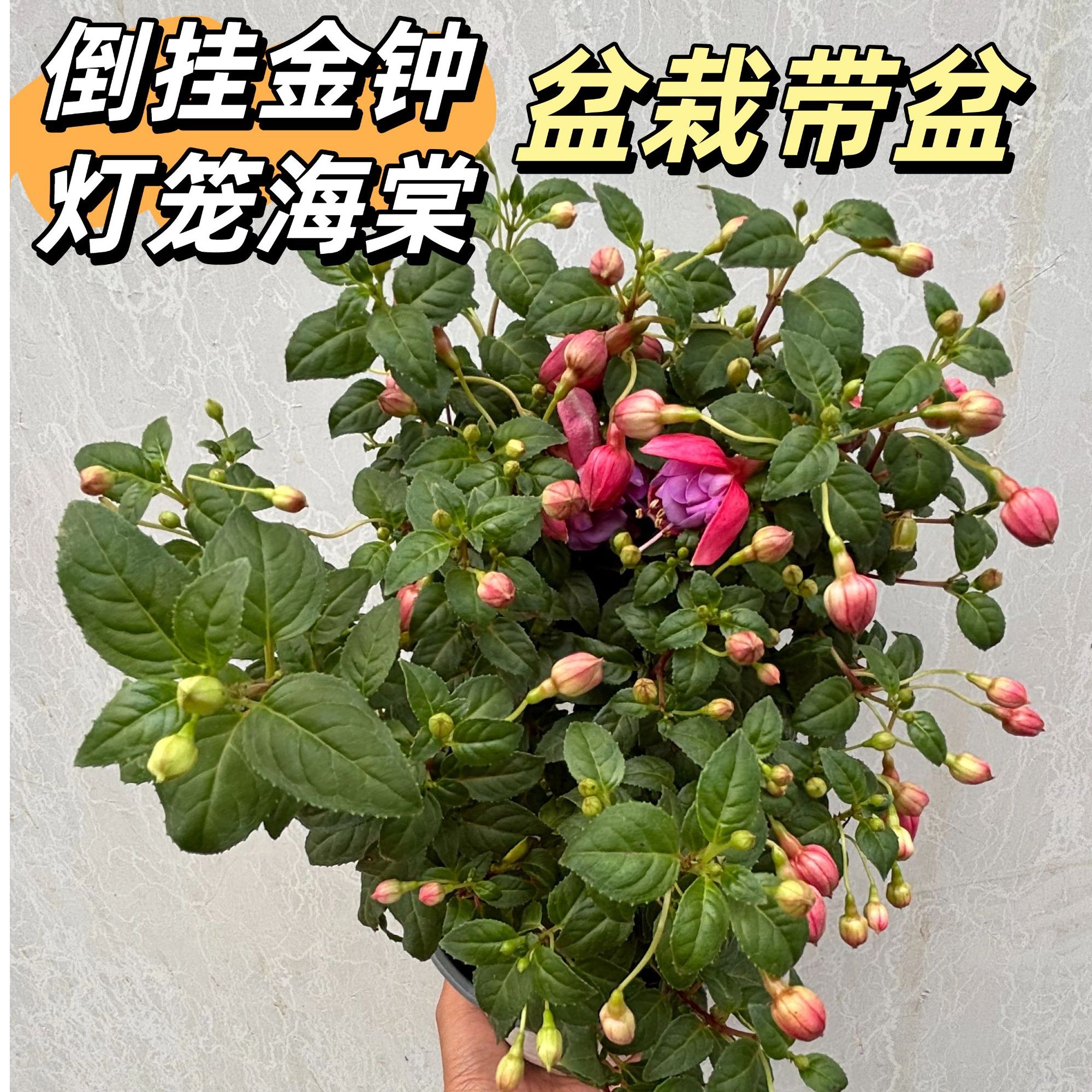 重瓣倒挂金钟灯笼花苗吊钟海棠垂钓宝莲灯多季开花盆栽地栽耐冷热