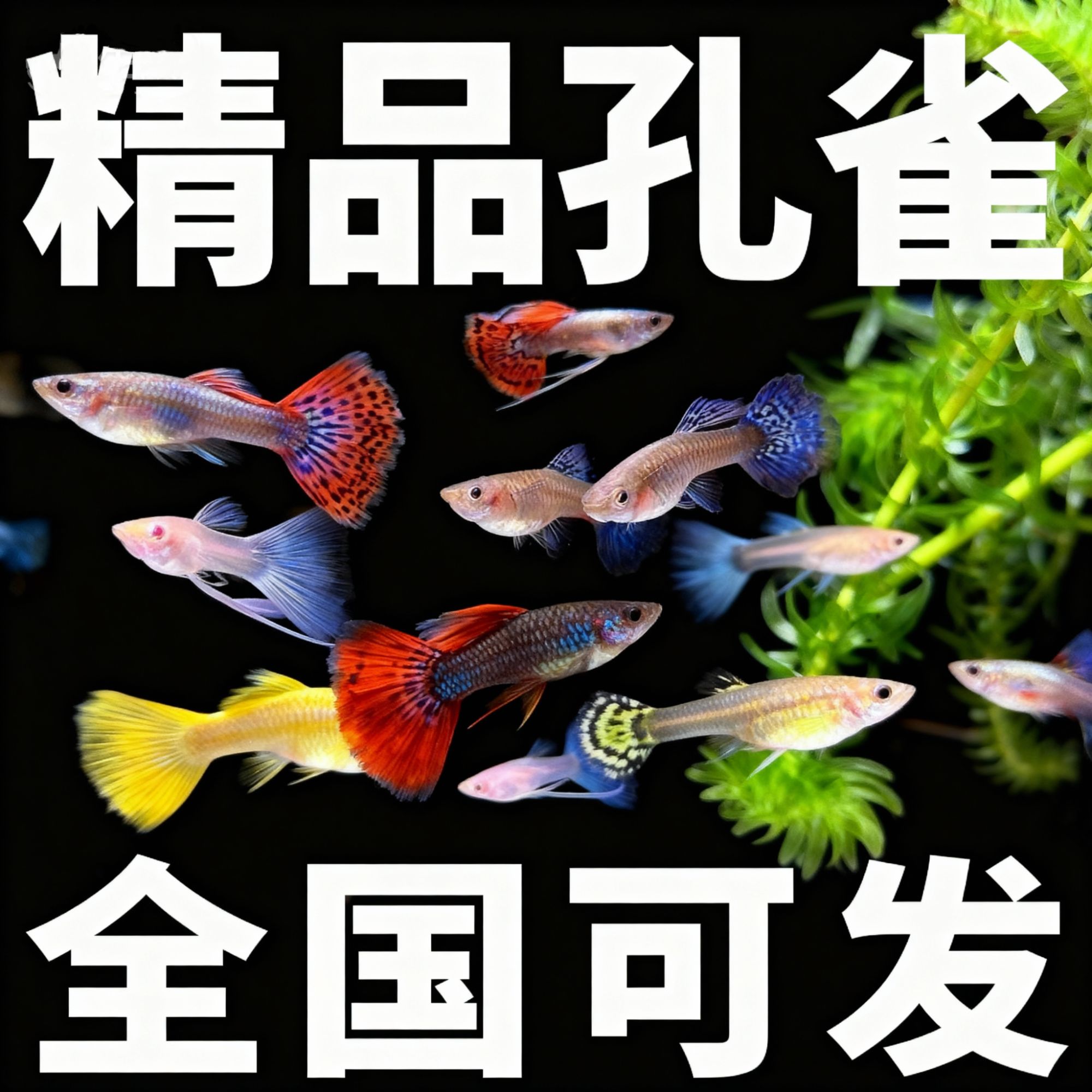 趣游精品孔雀鱼凤尾鱼小型观赏热带淡水鱼好养耐活适合新手