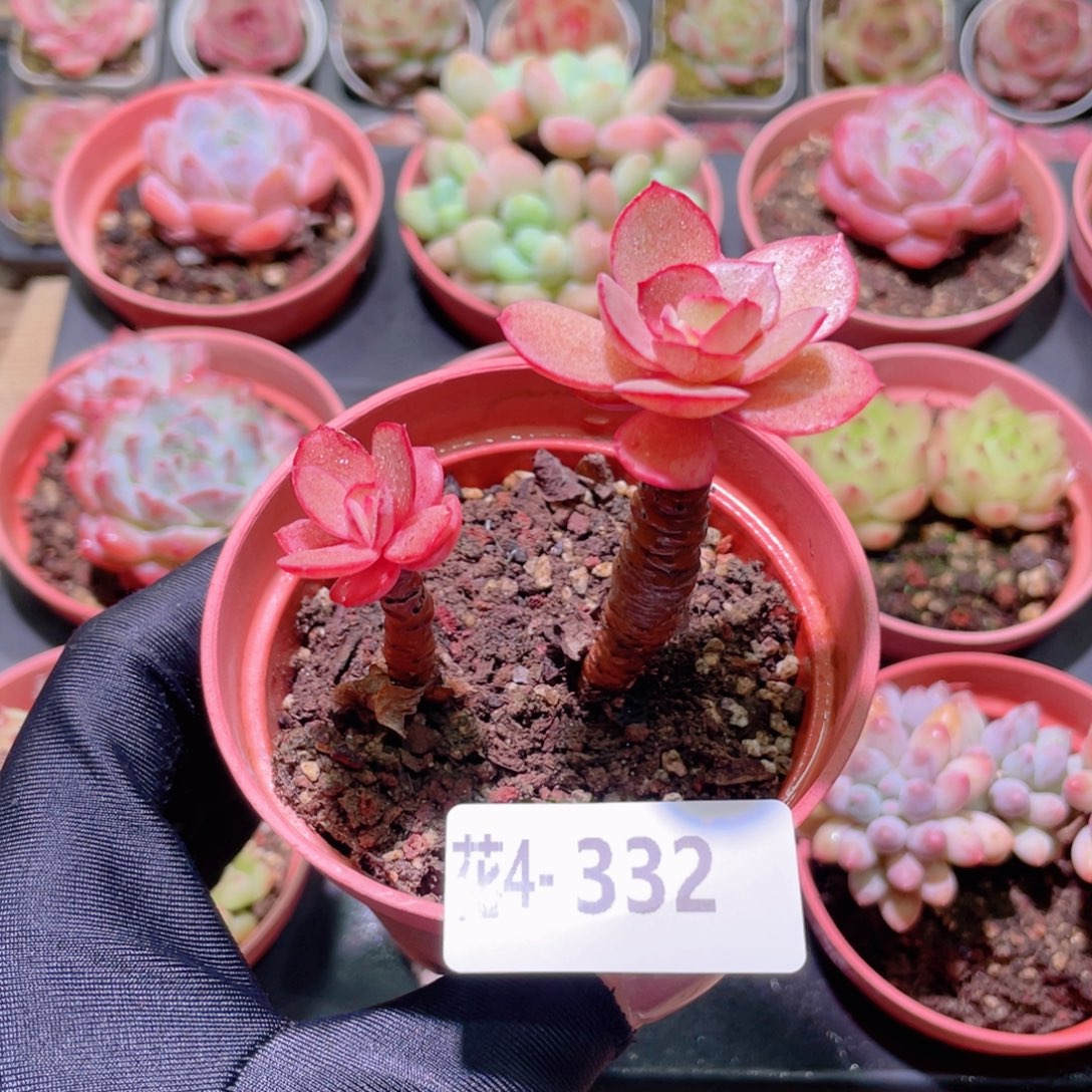 花利美 4-332秀妍带仔