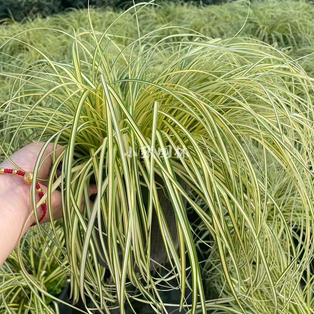 金叶  金丝苔草细叶苔草盆栽苗花园植物阳台庭院花境耐寒彩叶地被