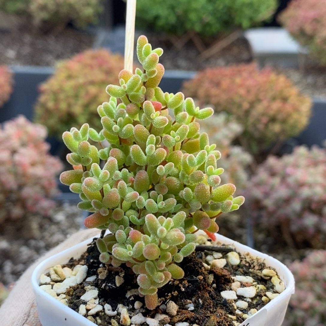 蜜橘糖球6851枝干番杏