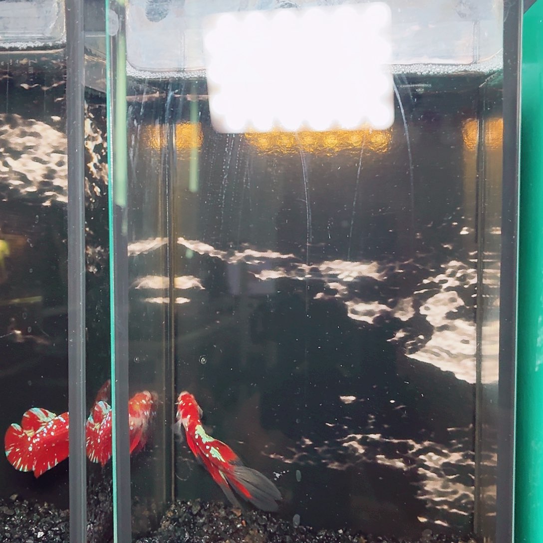 斗鱼彩金koi半月公鱼