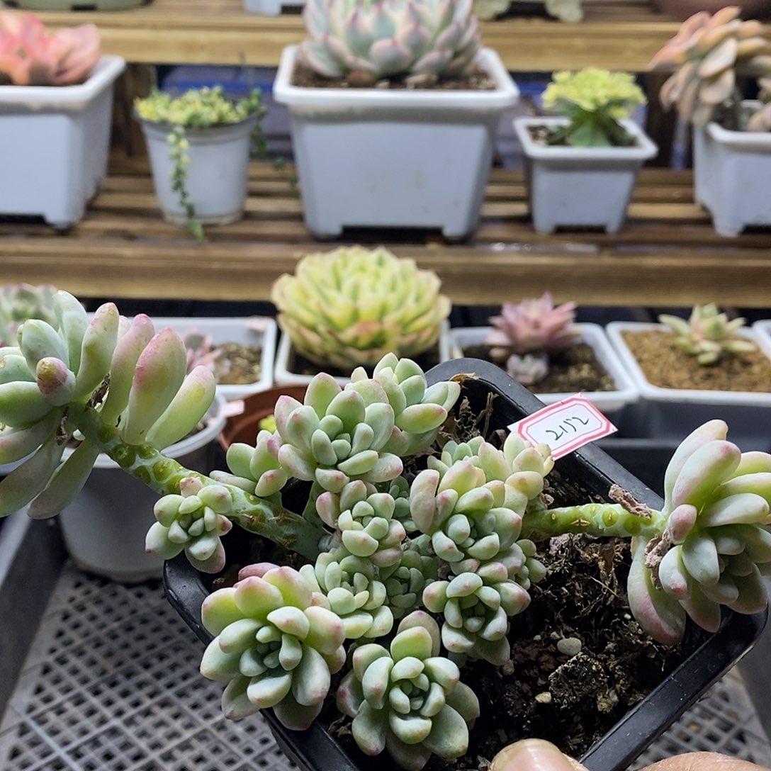 2152 劳尔锦自然群