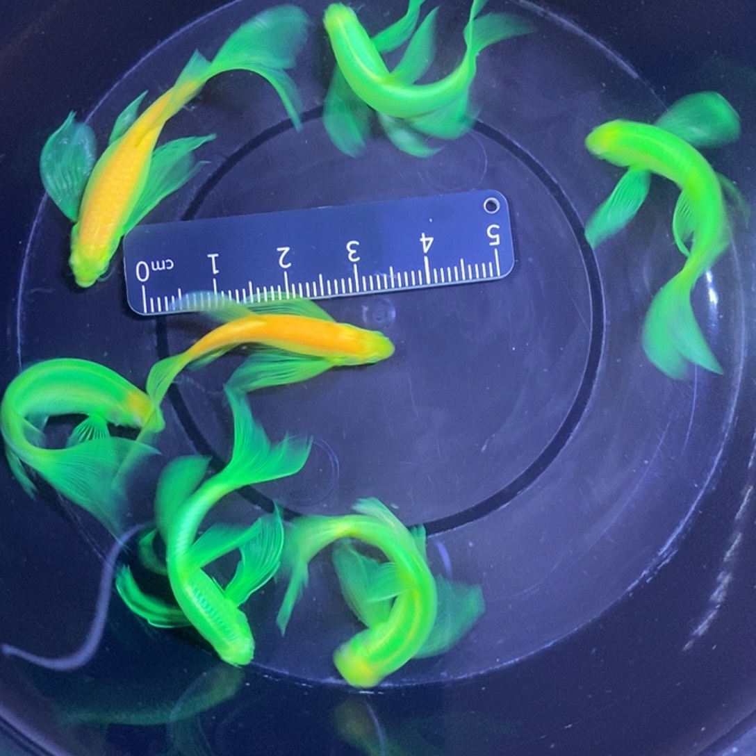 斑马鱼蝶翼斑马4-5厘米6送一