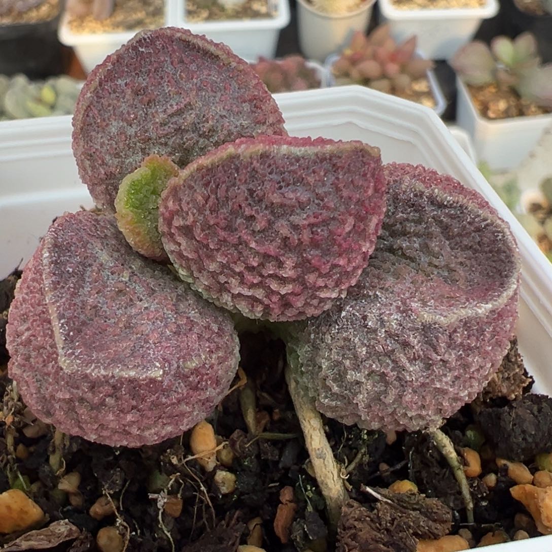 福利款实生新品多肉植物水泡多肉植物