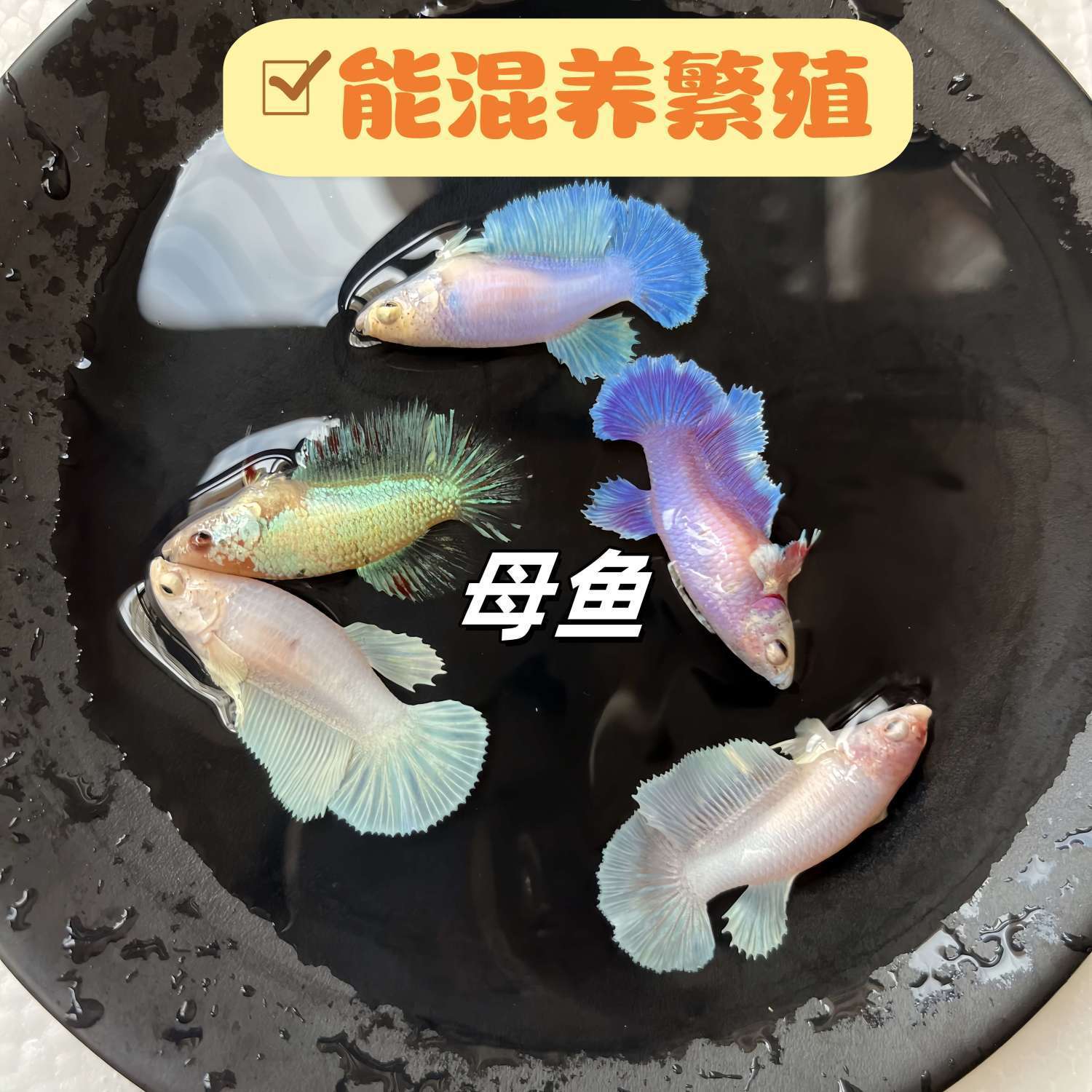 【第七版母鱼】可繁殖可混养淡水活体小型观赏鱼好养耐活