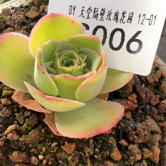 三碗006 彩虹x绝色x各种
