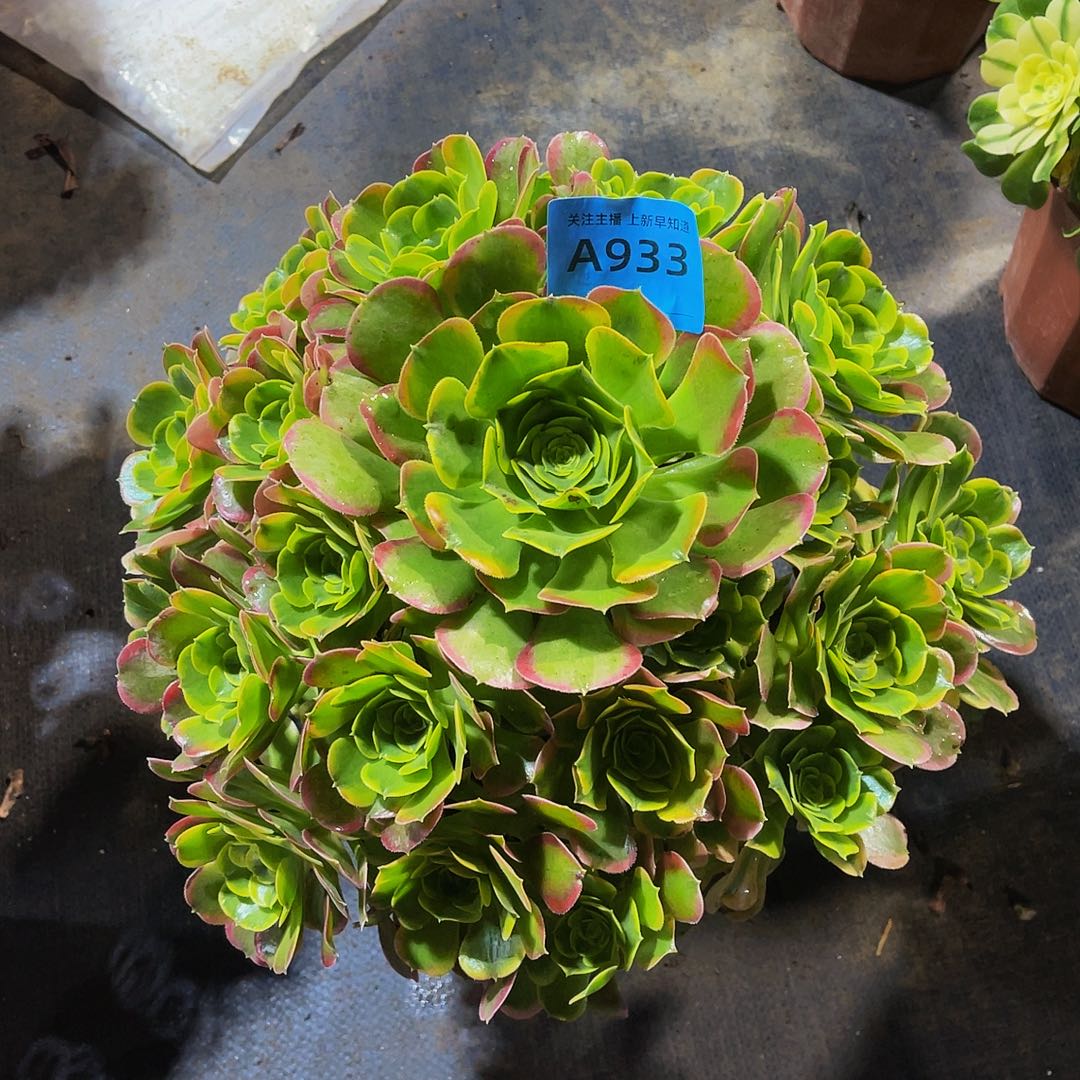 开*米特斯拉933拖土发货