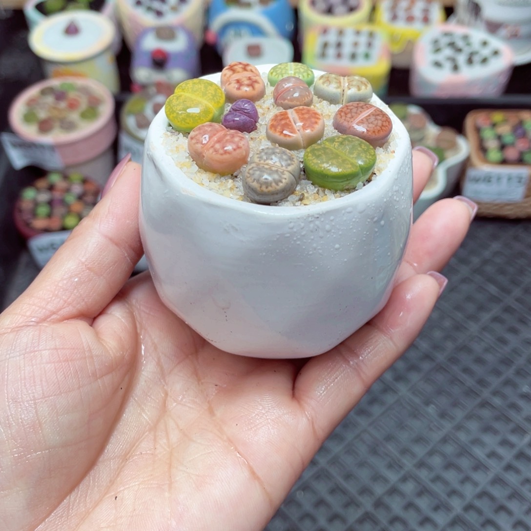 w6120 -零下地区拍保温箱-15支持寄养