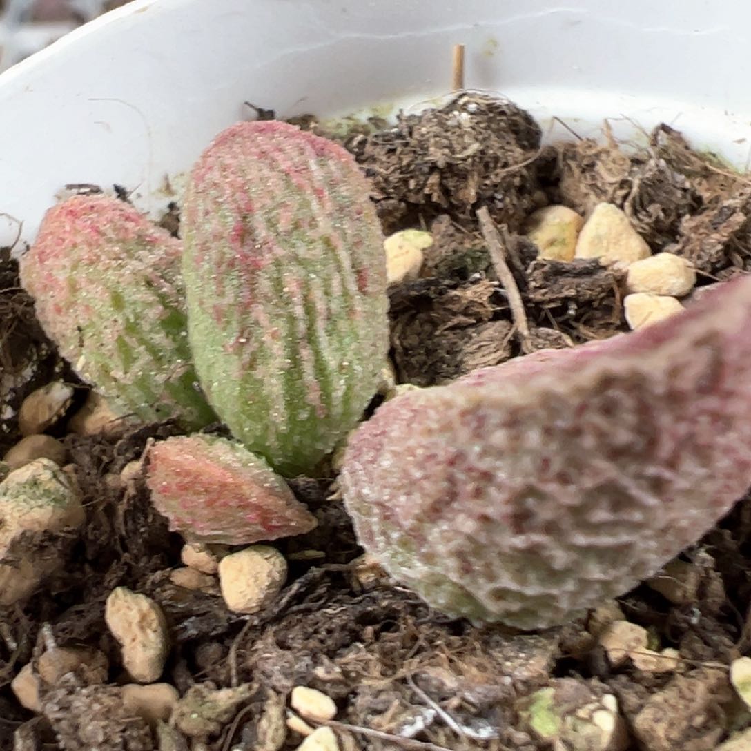 实生低叶苗多肉植物水泡