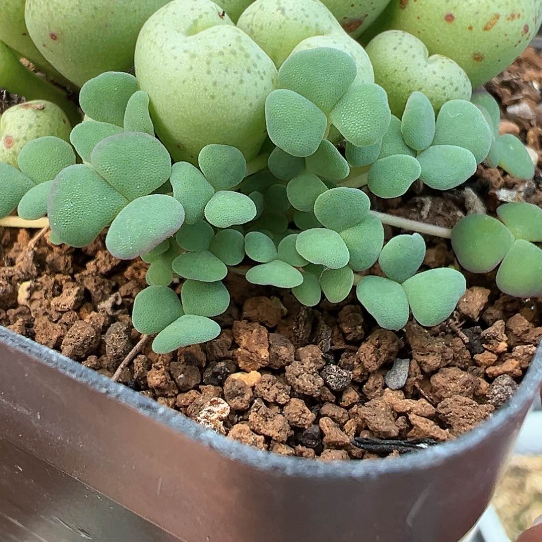 美花肉醋 多肉肉锥