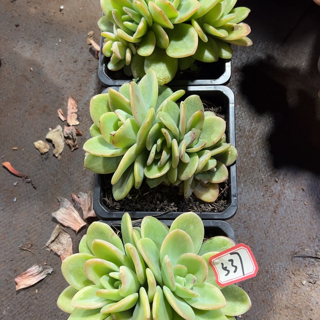 柚子茶三颗一起上车