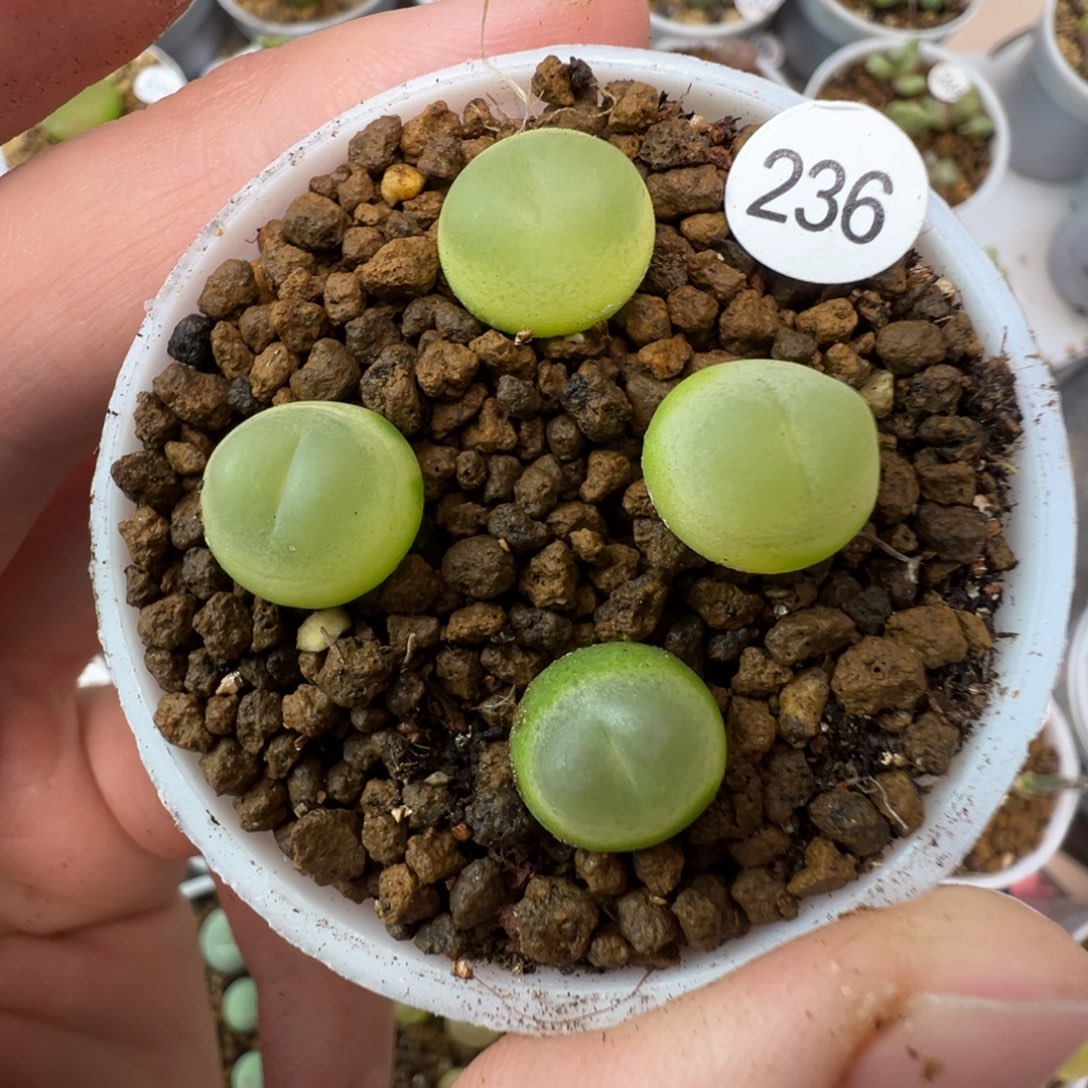 拉登一颗脱土2360000