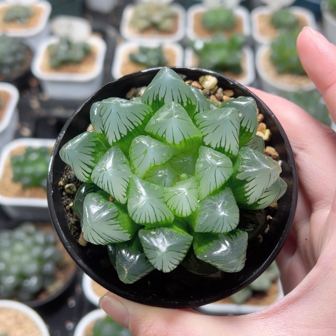 翠玉露多肉植物多肉
