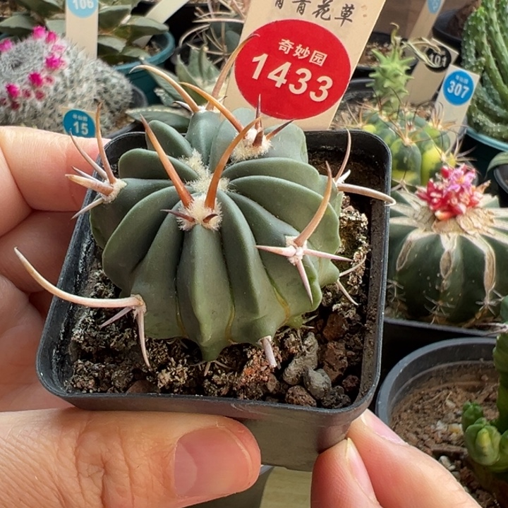 实生豪刺龙剑丸4cm