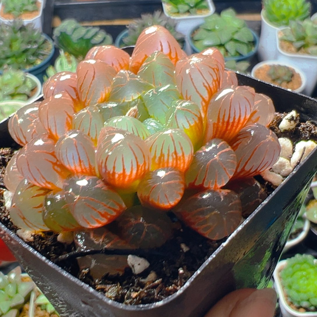 彩虹玉露多肉多肉多肉多肉