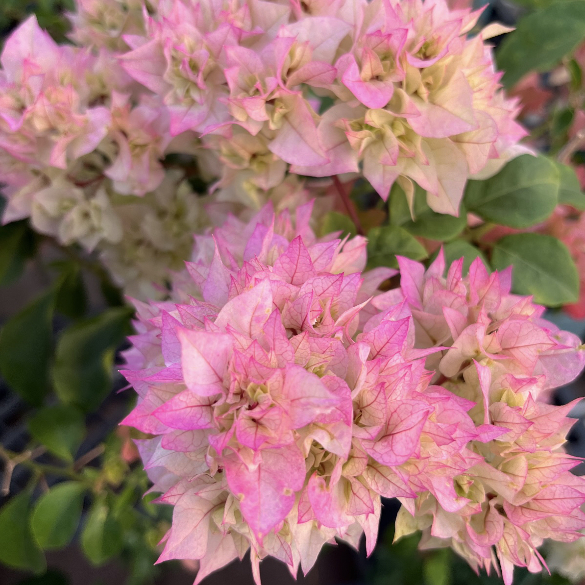 【重瓣怡景】三角梅直播间一物一拍勤花爆花品种，送肥料