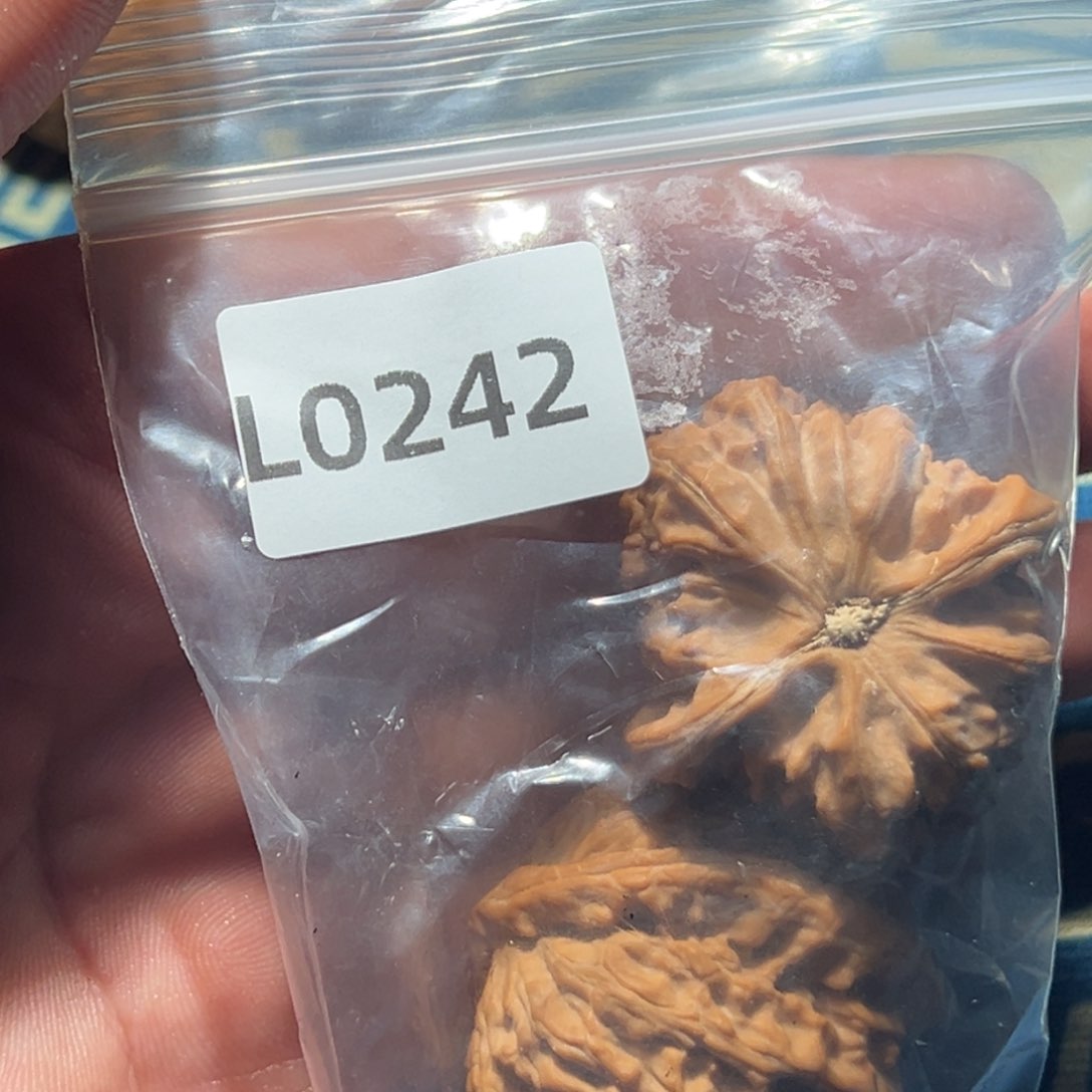 文玩核桃吊坠白狮子