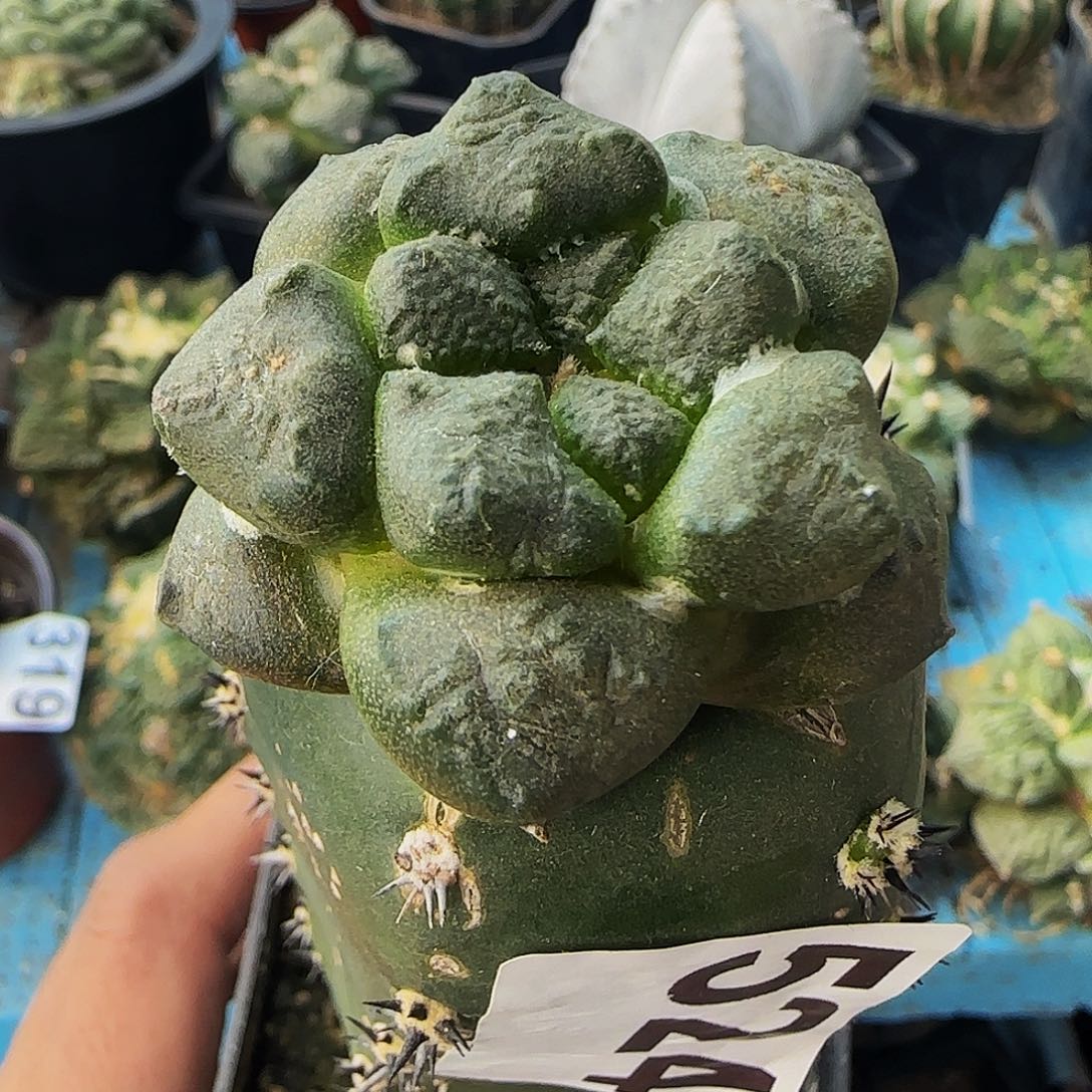 光面连山524仙人球