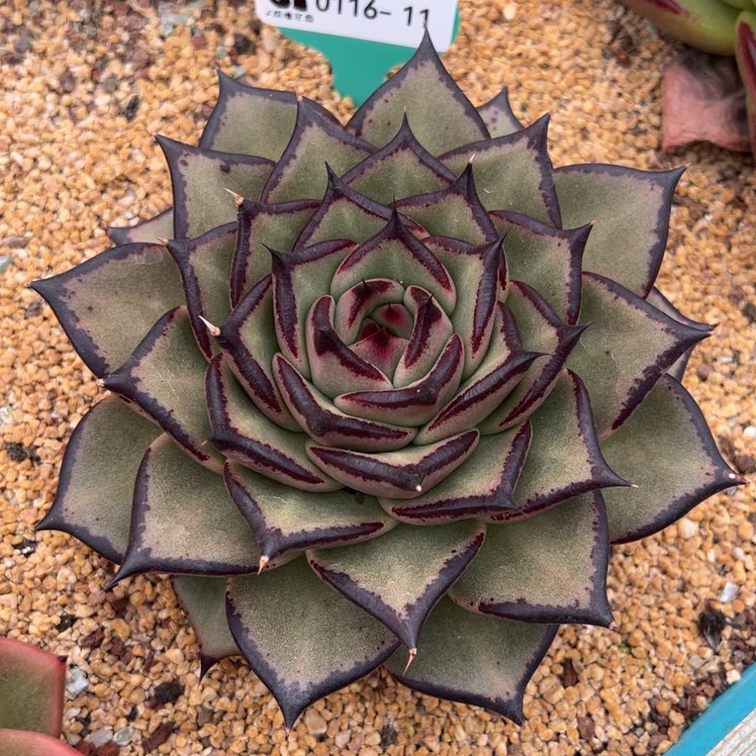 从前慢多肉精选编号0116.11