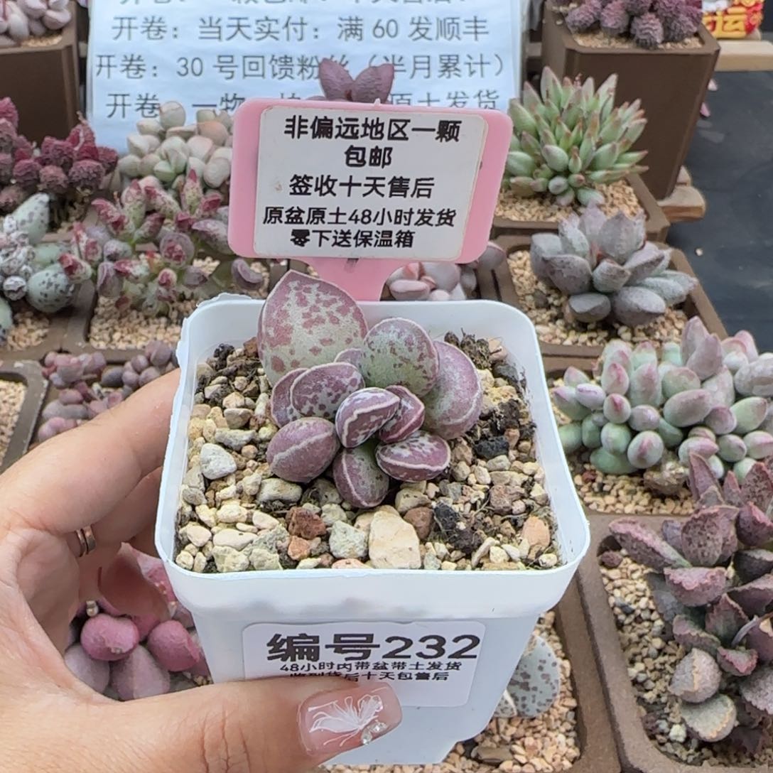 232艾薇蛋多肉植物