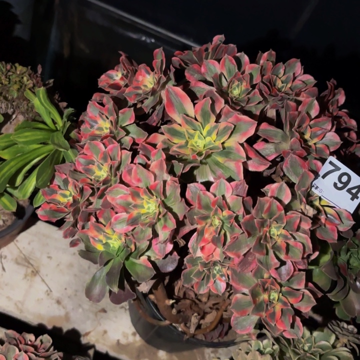 794女妖多肉植物不售后