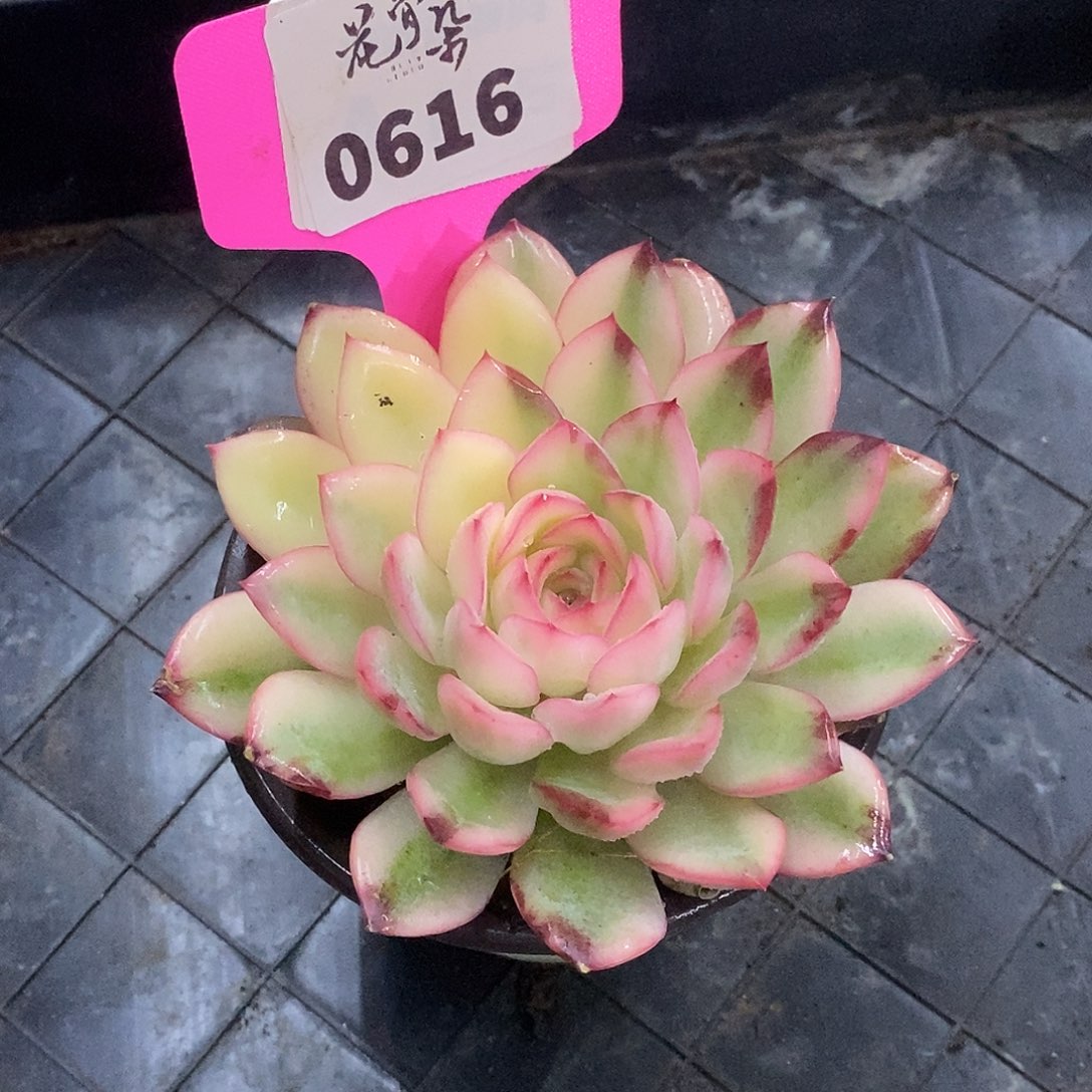 616哈哈哈哈哈哈哈哈