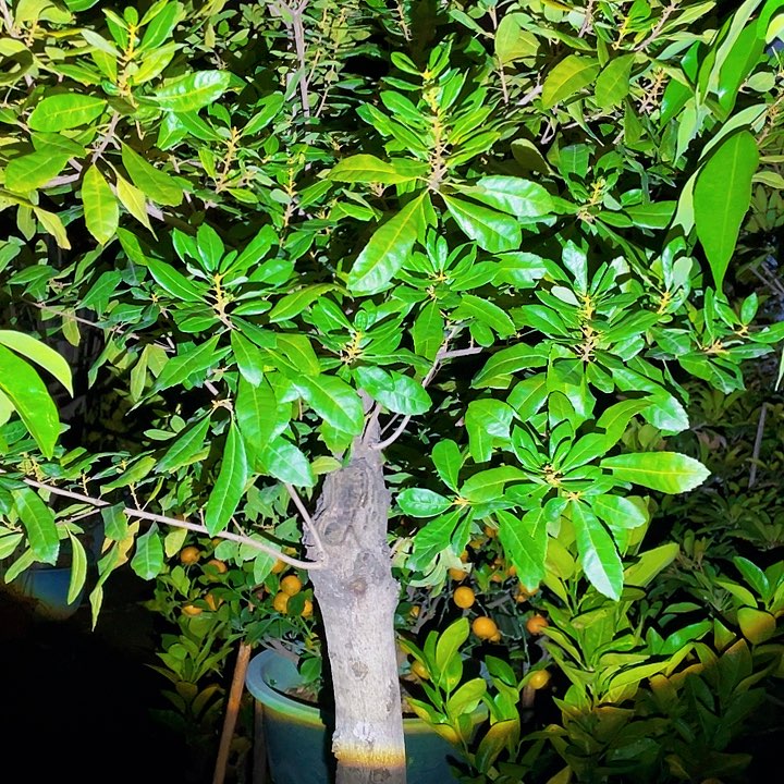 锋***少完全开放果树88888