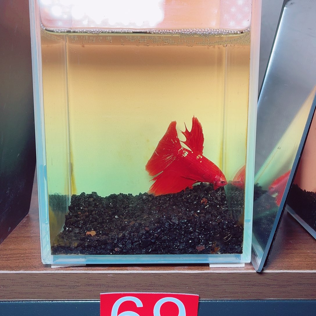 斗鱼红金半月公鱼