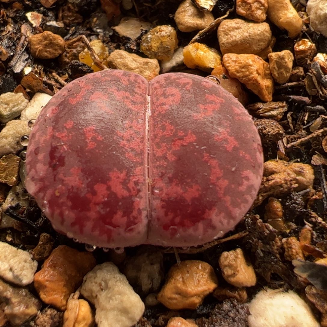 酒红紫薰多肉植物百科