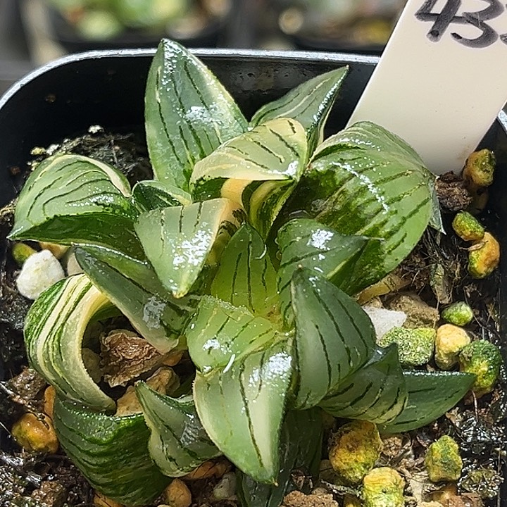 432三头红纹寿锦头家多肉十二卷