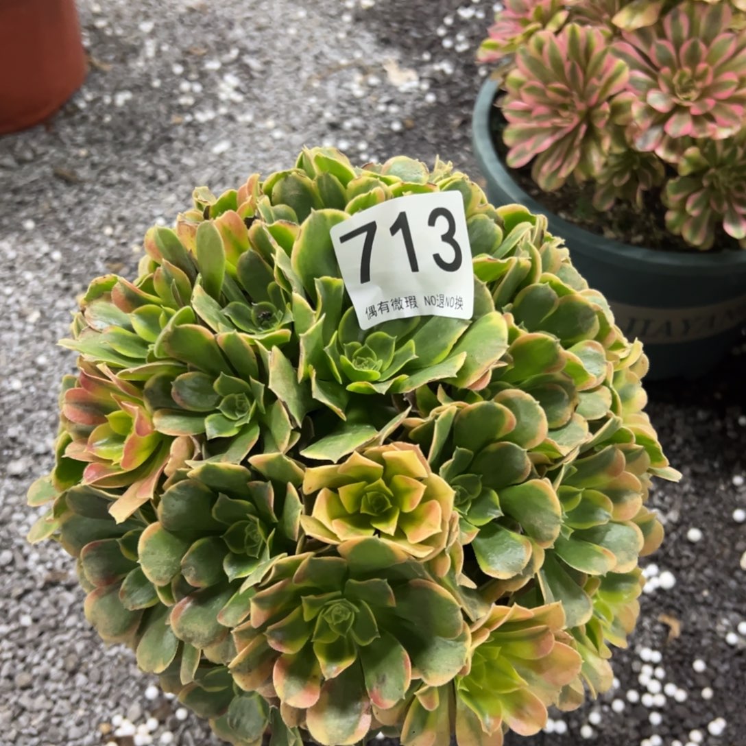 我是真的很喜欢这个