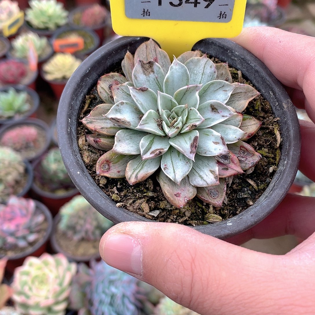 细***薇1349号多肉植物盆栽